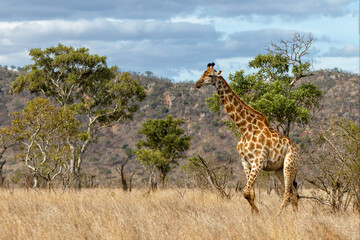 South African Giraffe (Giraffa giraffa giraffa) or Cape giraffe walking on the savanna with a blue sky with clouds in Kruger National Park in South Africa