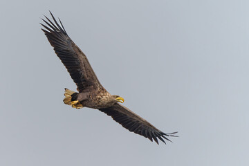 White Tailed Eagle (Haliaeetus albicilla), also known as Eurasian sea eagle and white-tailed sea-eagle. The eagle is flying to catch a fish in the delta of the river Oder in Poland, Europe.
