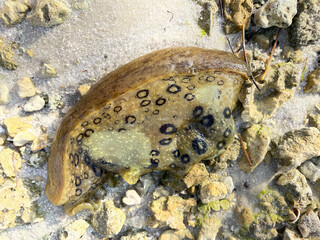Aplysia dactylomela, the spotted sea hare