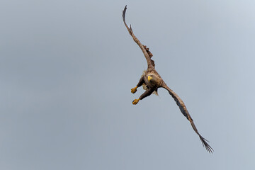 White Tailed Eagle (Haliaeetus albicilla), also known as Eurasian sea eagle and white-tailed sea-eagle. The eagle is flying to catch a fish in the delta of the river Oder in Poland, Europe.