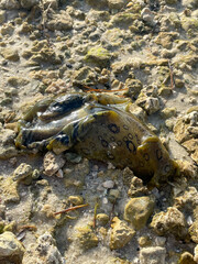 Aplysia dactylomela, the spotted sea hare