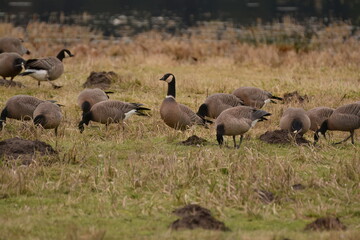 Flock of geese