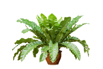 Asplenium nidus isolated on white background.