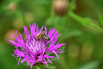 purple flower and a bee on a meadow 
