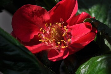Atrakcyjny czerwony kwiat truskawki (Fragaria x ananassa), odmiana Summer Breeze Rose  - obrazy, fototapety, plakaty