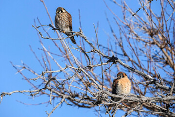 American Kestrel Couple