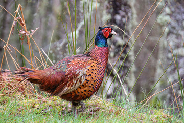 a common pheasant at bridal show in scotland
