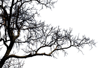 Dead branches isolated , Silhouette dead tree or dry tree on white background with clipping path.