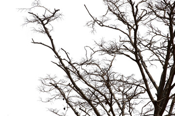 Dead branches isolated , Silhouette dead tree or dry tree on white background with clipping path.