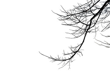 Dead branches isolated , Silhouette dead tree or dry tree on white background with clipping path.