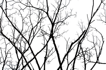 Dead branches isolated , Silhouette dead tree or dry tree on white background with clipping path.