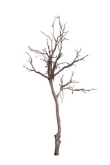 Dead tree isolated on white background with clipping path. Silhouette dead tree or dry tree .