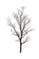Fototapeta na wymiar Dead tree isolated on white background with clipping path. Silhouette dead tree or dry tree .