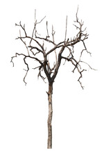 Fototapeta premium Dead tree isolated on white background with clipping path. Silhouette dead tree or dry tree .