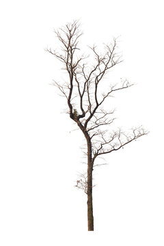 Dead tree isolated on white background with clipping path. Silhouette dead tree or dry tree .