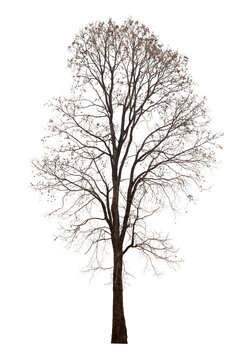 Dead tree isolated on white background with clipping path. Silhouette dead tree or dry tree .