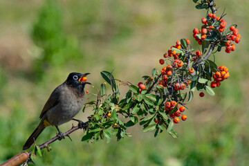 Cute little bird. Nature background. A closeup shot of a bird sitting on a tree branch
