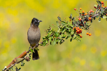 Cute little bird. Nature background. A closeup shot of a bird sitting on a tree branch