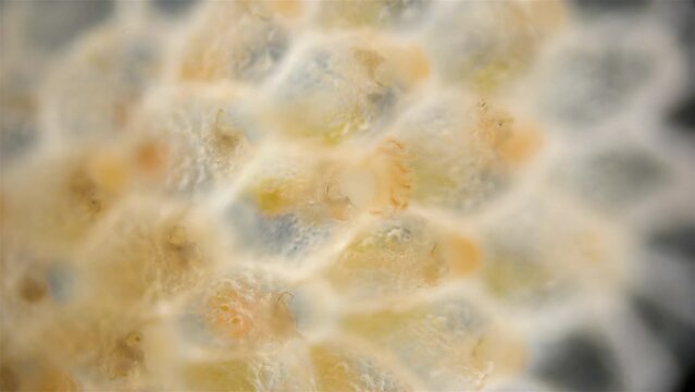 Colony of bryozoans from the class Gymnolaemata under a microscope. Sometimes they are called Ectoprocta. White Sea