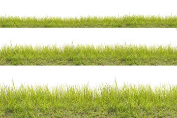 Grass isolated on white background. Clipping path. - 579448954