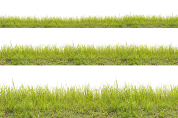 Grass isolated on white background. Clipping path.