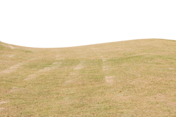 Grass isolated on white background. Clipping path.