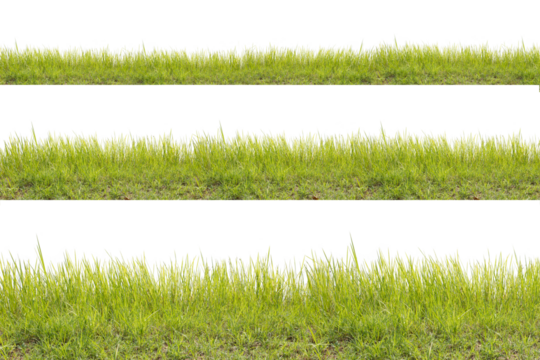 Grass isolated on white background. Clipping path.