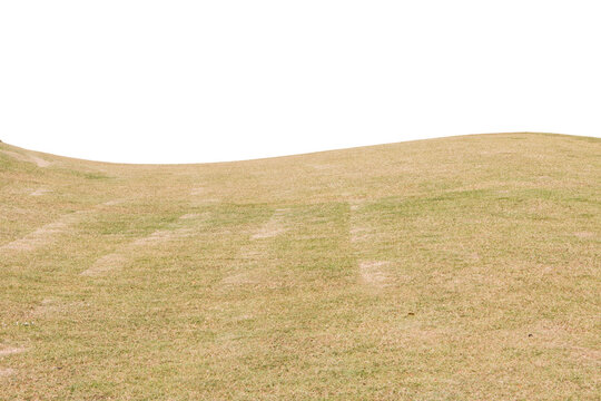 Grass isolated on white background. Clipping path.