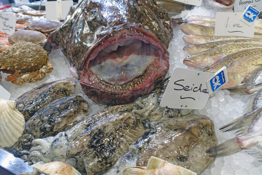 la gueule du m&eacute;rou ou de la baudroie
