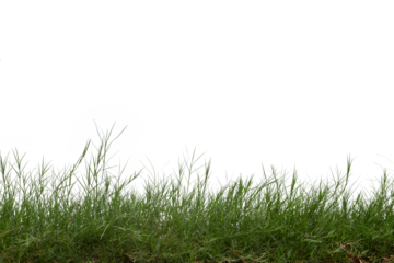 Grass isolated on white background. Clipping path.