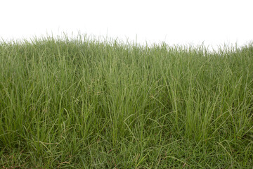Grass isolated on white background. Clipping path. - obrazy, fototapety, plakaty