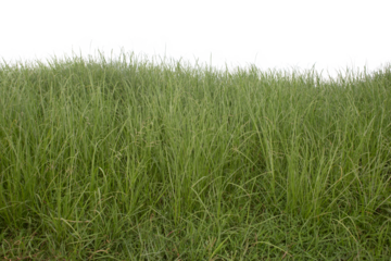 Grass isolated on white background. Clipping path.