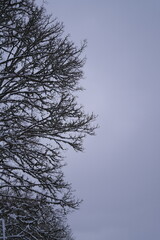 Fototapeta na wymiar Winter. Snow covered tree branches.