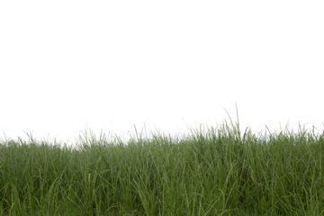 Grass isolated on white background. Clipping path.