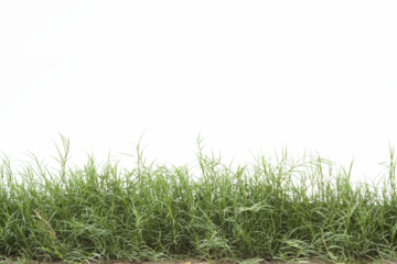 Grass isolated on white background. Clipping path.