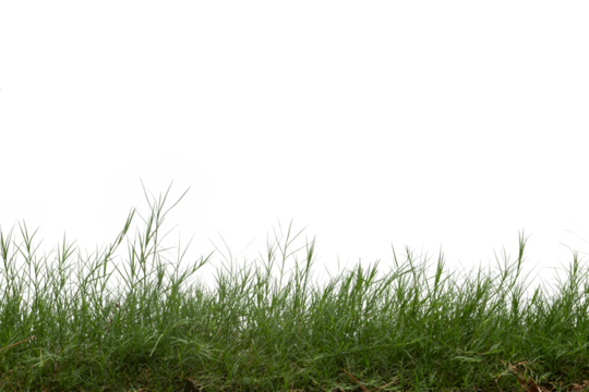 Grass isolated on white background. Clipping path.