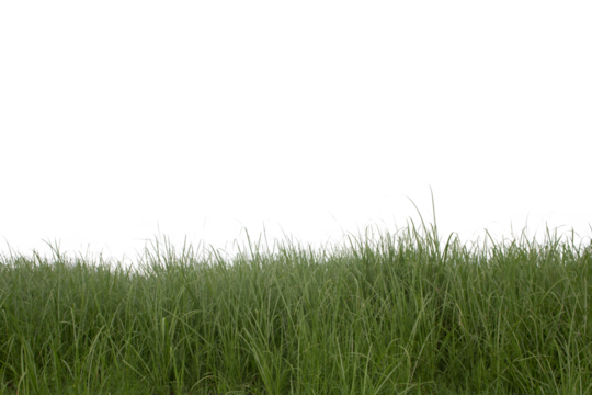 Grass isolated on white background. Clipping path.