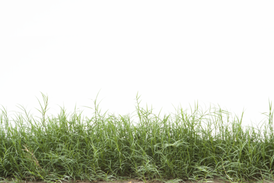 Grass isolated on white background. Clipping path.