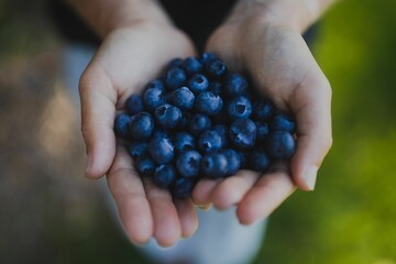 Close Up Of A Person Holding Fresh Blueberries In Their Hands