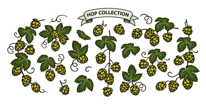 Branches of beer hops. Set of elements for brewery design. Hop cones with leaves icons. Hand drawn vector illustration.