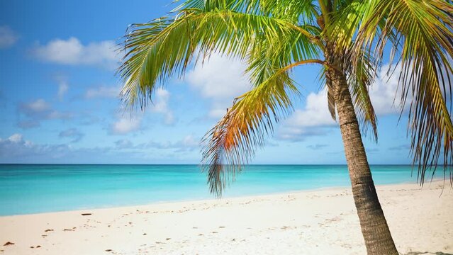 A beautiful sandy beach with bright palm trees on white sand and a rolling calm wave of the turquoise ocean on a sunny day. White clouds in the blue sky. Perfect aerial landscapes.