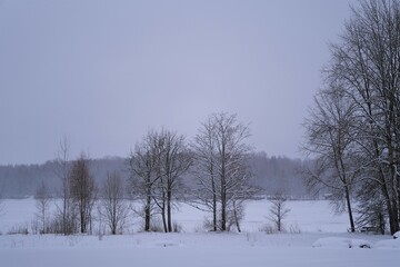 Winter. Snow-covered trees by a frozen river.