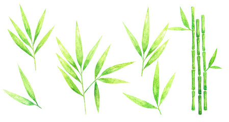 Fototapeta premium Hand drawn painted set of tropical green bamboo leaves and branches. Isolated aquarelle elements