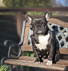 French Bulldog. Beautiful bulldog dog sits on a chair. Pedigree dog in the rays of the setting sun. Gorgeous marble bulldog at a photo shoot.