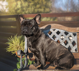 French Bulldog. Beautiful bulldog dog sits on a chair. Pedigree dog in the rays of the setting sun. Gorgeous marble bulldog at a photo shoot.