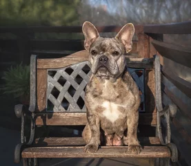Crédence en verre imprimé Bulldog français French Bulldog. Beautiful bulldog dog sits on a chair. Pedigree dog in the rays of the setting sun. Gorgeous marble bulldog at a photo shoot.