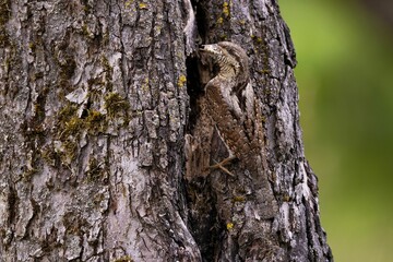 Wryneck perched on a tree trunk
