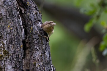 Wryneck perched on a tree trunk
