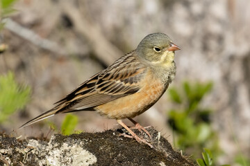 Ortolan Bunting