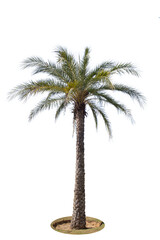 Palm tree isolated on white background.Save with clipping path.

